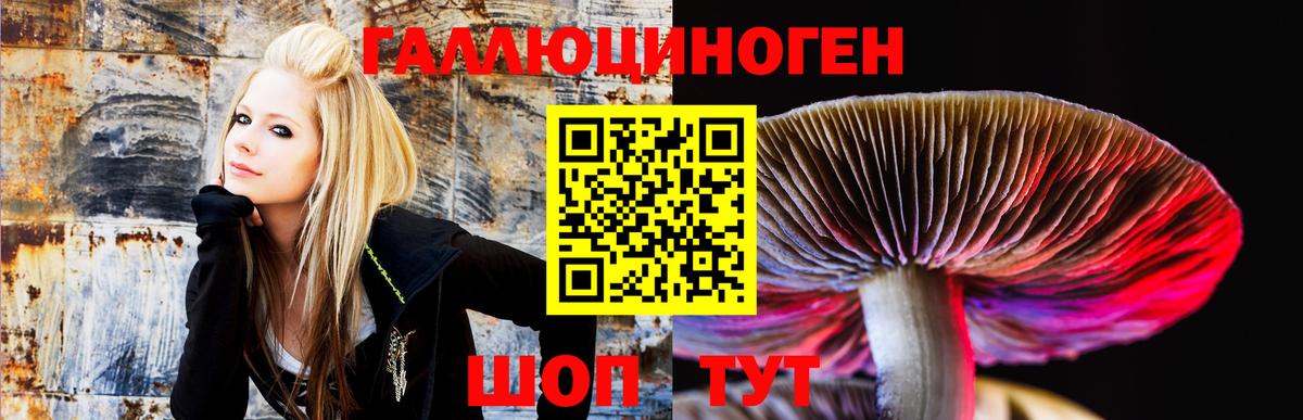 Псилоцибиновые грибы Psilocybine cubensis Краснокаменск